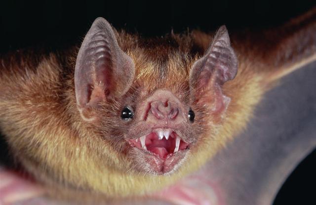 Обыкновенный вампир или десмод из семейства вампировых летучих мышей (Desmodontinae) (Южная Америка)