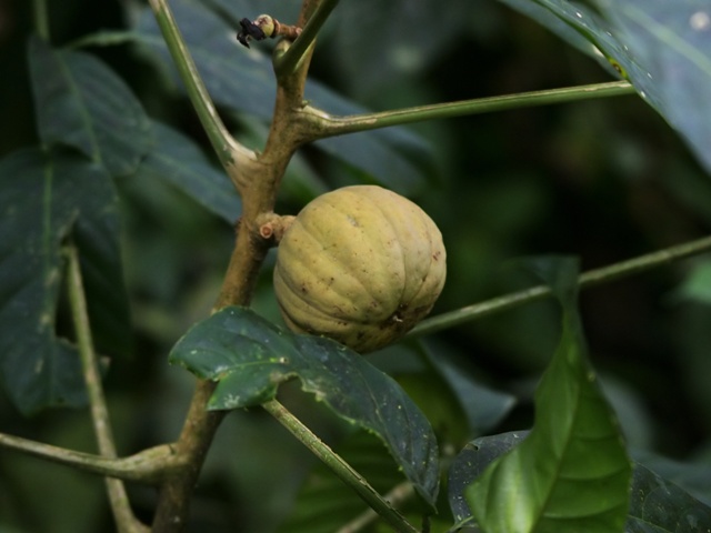 Плод динамитного дерева