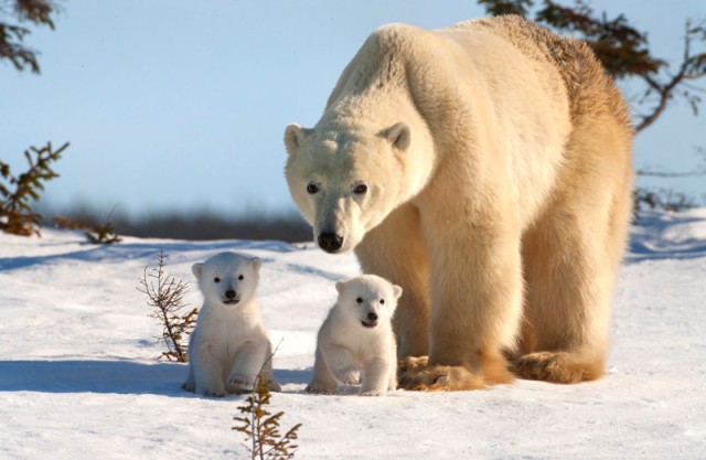 A Polar bear with its cubs. (Photo by David Jenkins/Caters News)