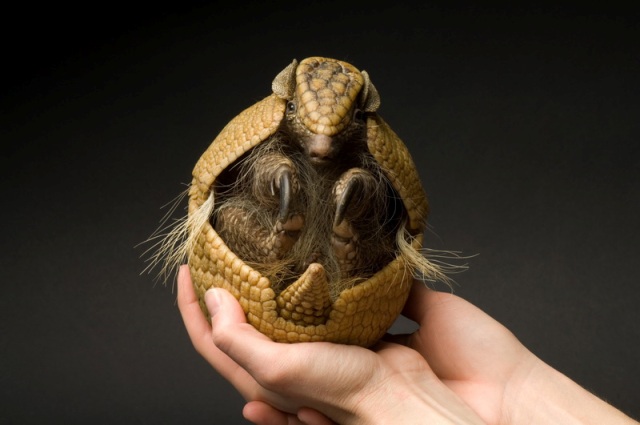 A three-banded armadillo (Tolypeutes tricinctus) at the Denver zoo.