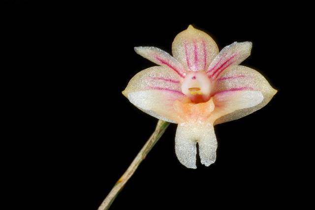 Dendrobium patentilobum