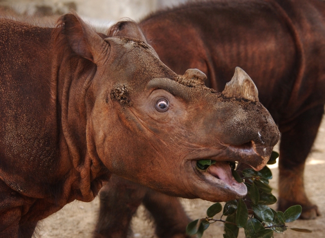 Суматранский носорог (Dicerorhinus sumatrensis)