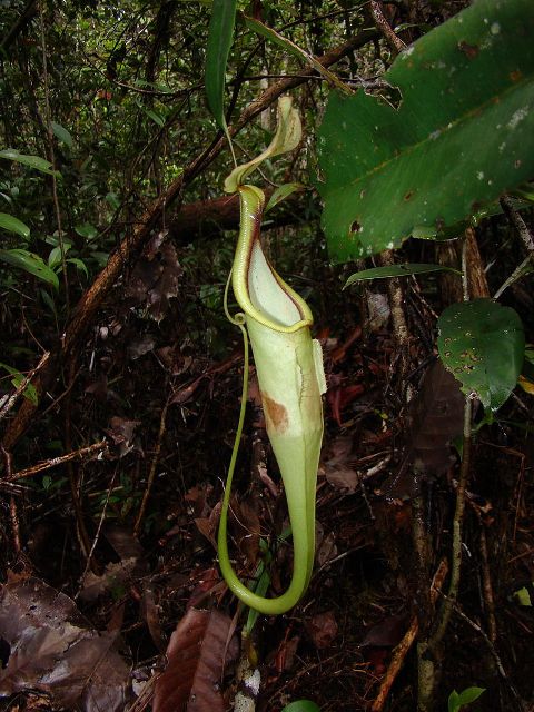 Nepenthes hemsleyana
