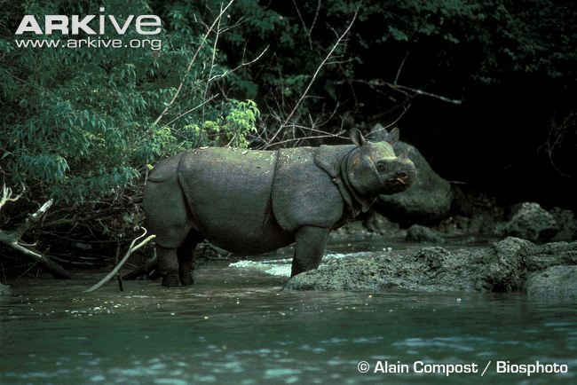 Яванский носорог (Rhinoceros sondaicus)
