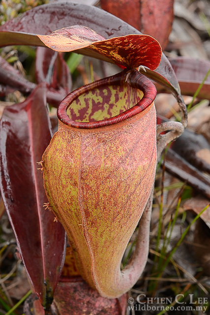 Nepenthes lamii
