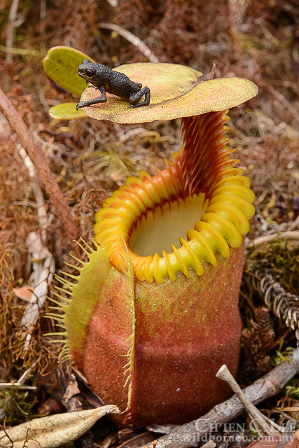Nepenthes pelophryne