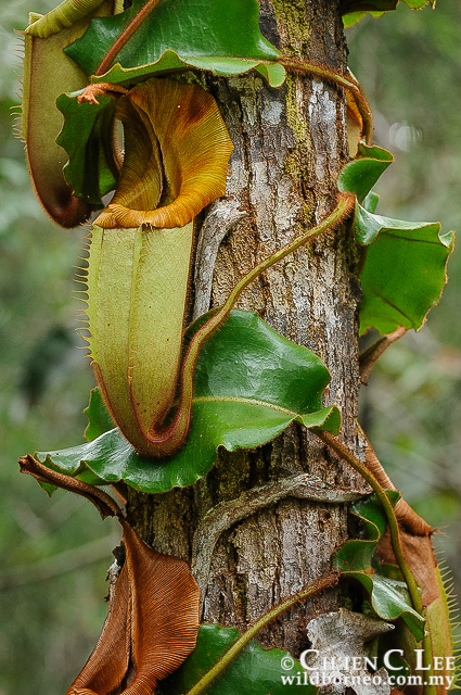 Nepenthes veitchi