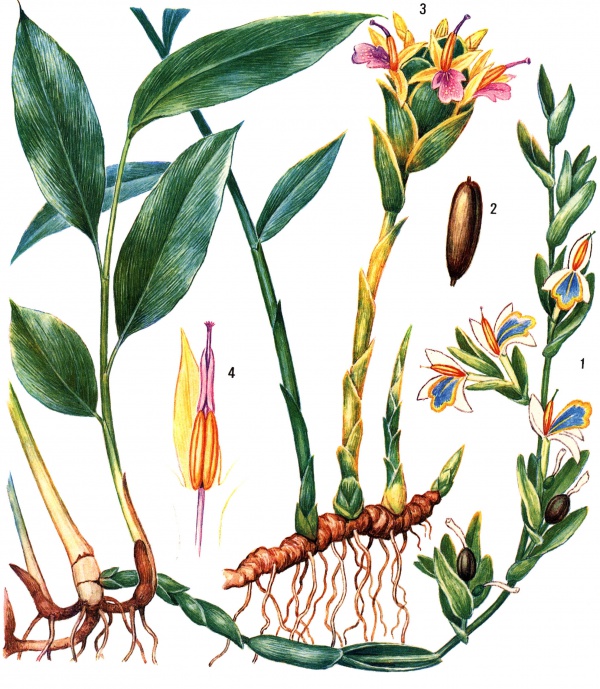 Семейство имбирные Кардамон настоящий (Elettaria cardamomum): 1 - цветущее растение; 2 - плод. Имбирь аптечный (Zingiber officinale): 3 - цветущее растение; 4 - лепесток, тычинка с пыльниками и столбик, обернутый надсвязником.