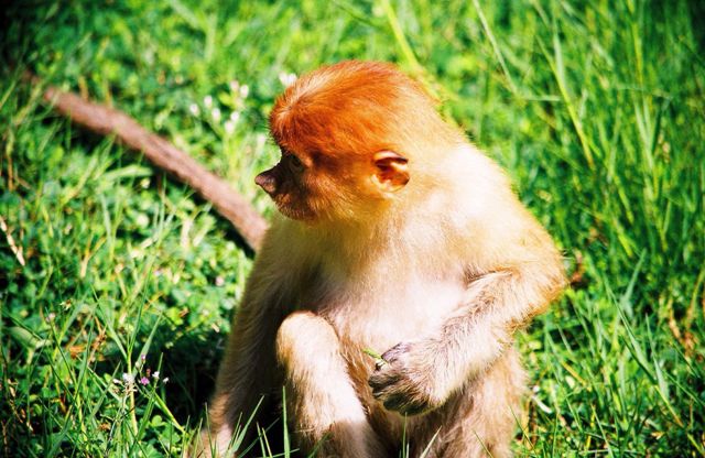 Пробоскис (носатая обезьяна) - эндемик Борнео
