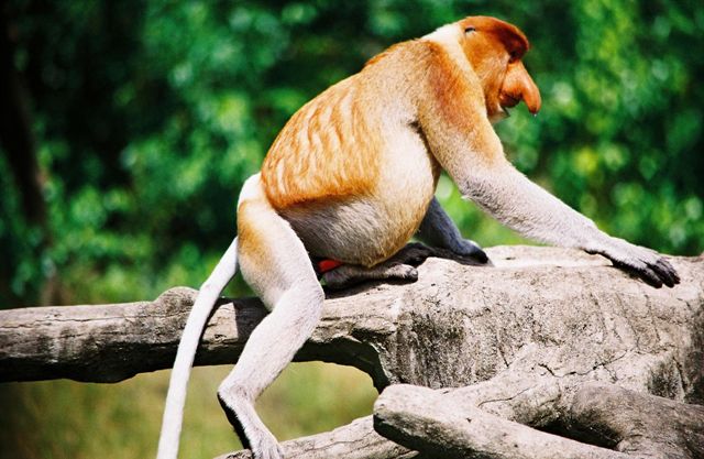 Пробоскис (носатая обезьяна) - эндемик Борнео
