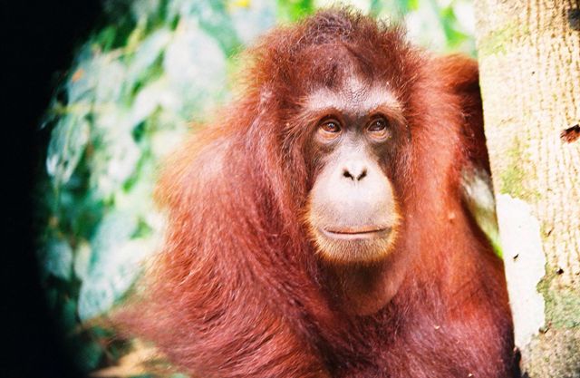 Борнейский орангутан