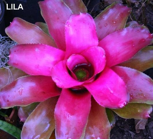 Neoregelia lillyae