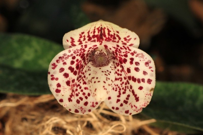Paphiopedilum bellatulum