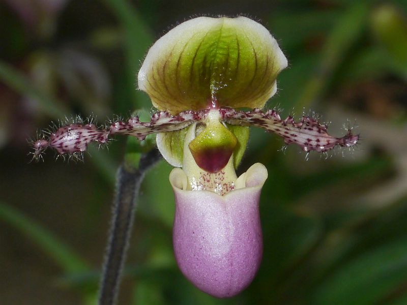 Paphiopedilum glaucophyllum
