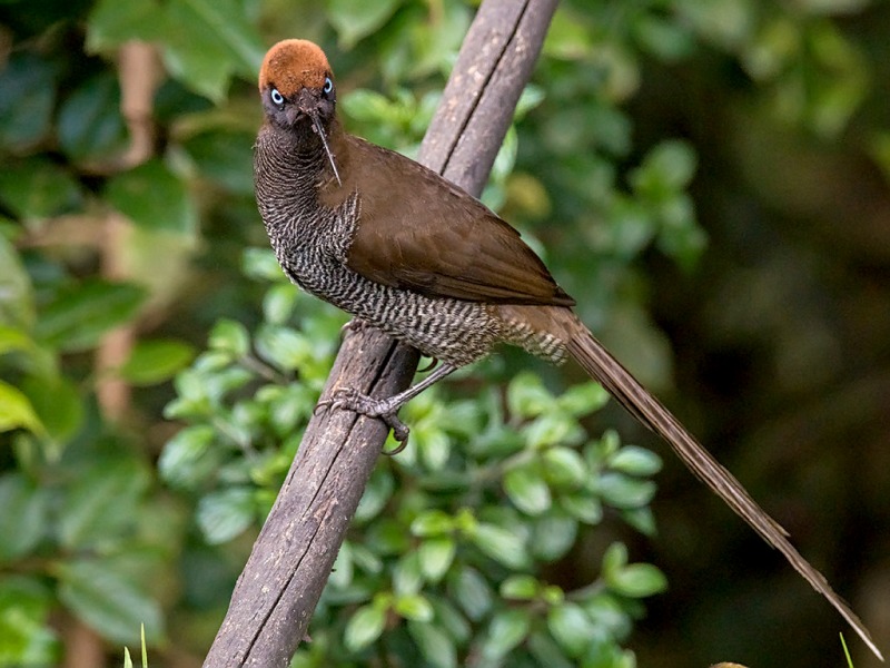 Бурая шилоклювая райская птица (Epimachus meyeri)