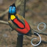 Великолепная синеголовая райская птица (Cicinnurus respublica)