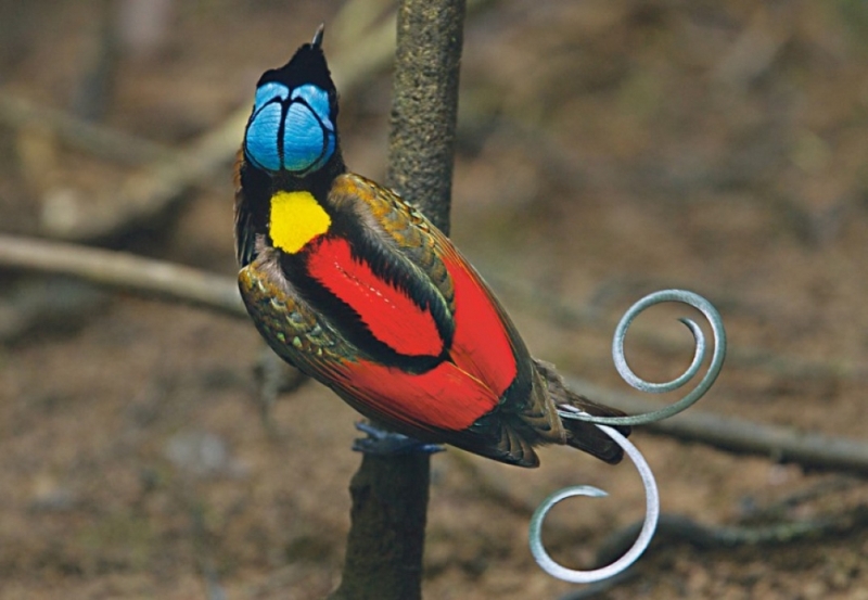 Великолепная синеголовая райская птица (Cicinnurus respublica)