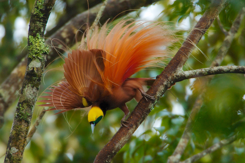 Гольдиева райская птица (Paradisaea decora)