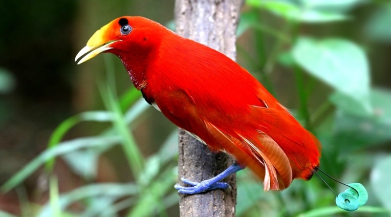 Королевская райская птица (Cicinnurus regius)