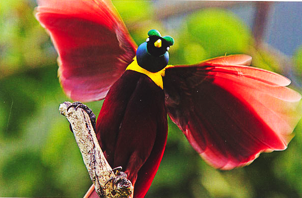 Красная райская птица (Paradisaea Rubra)