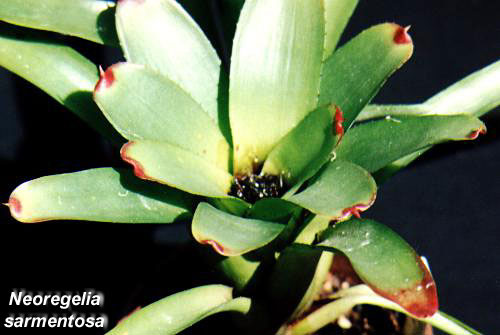 Неорегелия отпрысковая (Neoregelia sarmentosa)