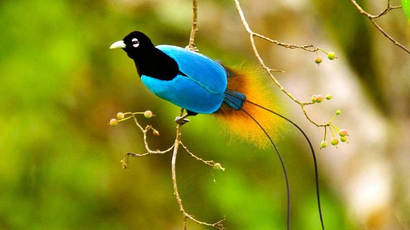 Синяя райская птица (Paradisaea rudolphi )