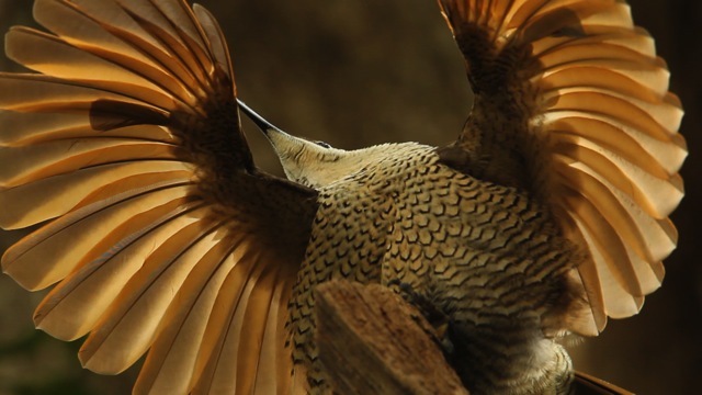 Щитоносная райская птица (Ptiloris paradiseus)