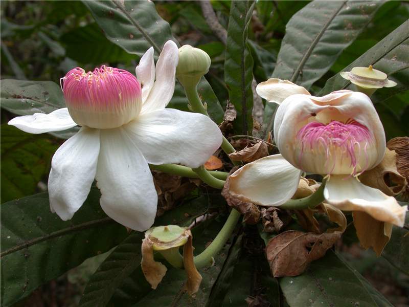 Густавия узколистная (Gustavia angustifolia)