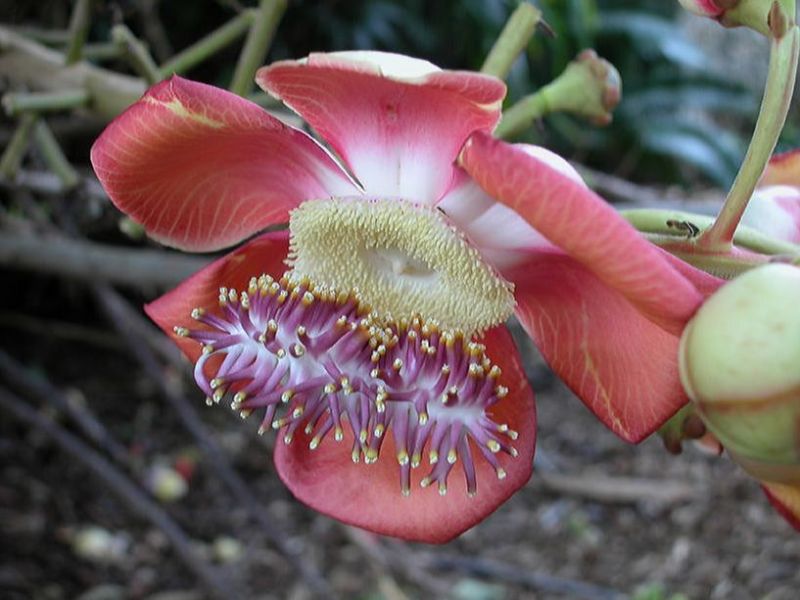 Курупита гвианская (Couroupita guianensis)