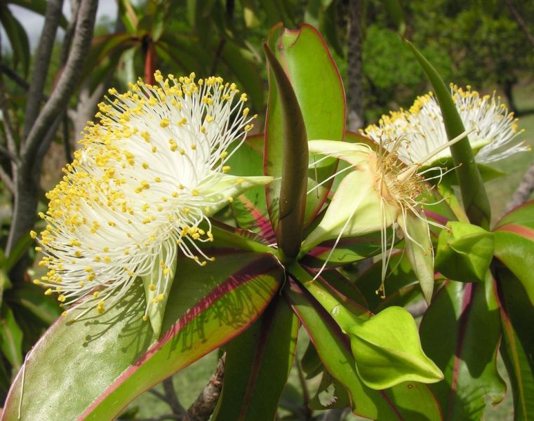 Фоетидиа мавританская (Foetidia mauritiana)