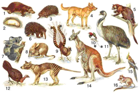 Характерные представители австралийской фауны
