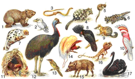 Характерные представители австралийской фауны