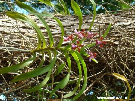 Орхидные обладают сильно развитой корневой системой