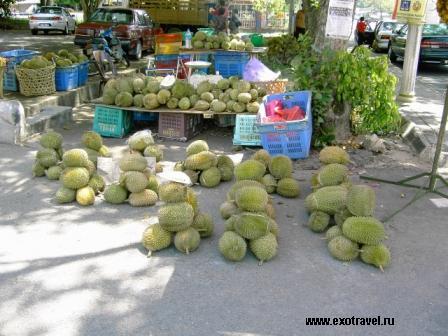 Плоды дуриана цибетинового
