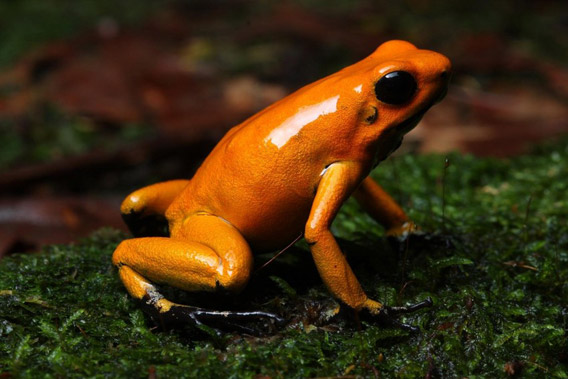 Золотая ядовитая лягушка (Phyllobates terribilis), Колумбия