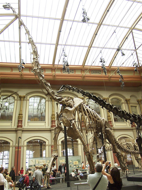 Скелет одного из самых высоких динозавров — брахиозавра Brachiosaurus brancai в Берлинском музее естественной истории. Зубы этих динозавров также были подвергнуты исследованию