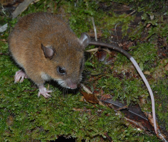 Хотя эта мышь напоминает древесных мышей Новой Гвинеи, но исследователи считают, что отличия настолько велики, что она заслуживает присвоения нового рода