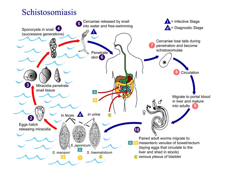 Жизненный цикл шистосомы
